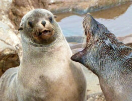 Seals representing bad breath